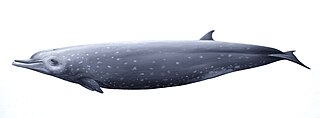 <span class="mw-page-title-main">Tropical bottlenose whale</span> Species of mammal