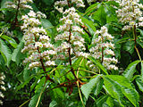 Foliage and flowers