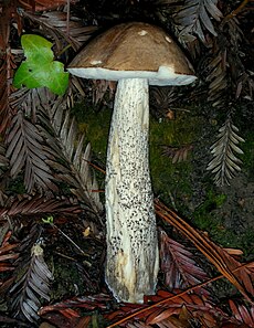 Lepšė (Leccinum scabrum)