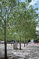 Alley of poplars