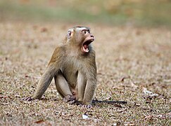 Northern pig-tailed macaque (Macaca leonina)