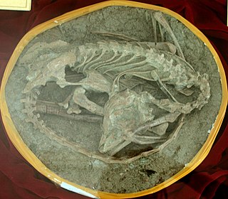 <i>Mei long</i> Extinct species of reptile