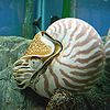 Nautilus