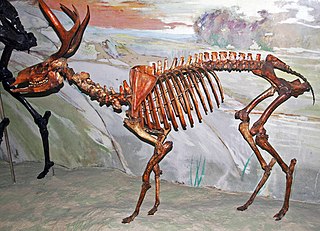 <span class="mw-page-title-main">American mountain deer</span> Extinct species of deer