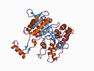 <span class="mw-page-title-main">Isocitrate/isopropylmalate dehydrogenase family</span>