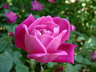 <i>Rosa chinensis</i> Species of flowering plant