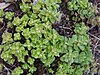 Sedum stellatum (4).jpg