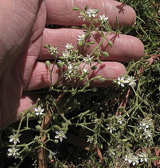 <i>Spergularia villosa</i> Species of flowering plant in the pink family Caryophyllaceae