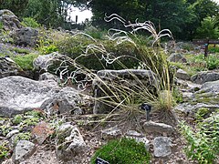 Stipa pennata.