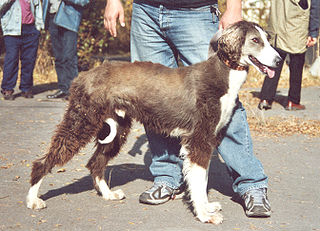 <span class="mw-page-title-main">Taigan</span> Dog breed