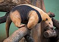 Südlicher Tamandua (Tamandua tetradactyla)