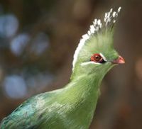 Livingstone's turaco, common in forest and woodland in the south-east Tauraco livingstonii.jpg