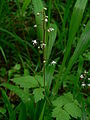 Squak Mountain State Park