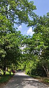 Trees and greenery.jpg