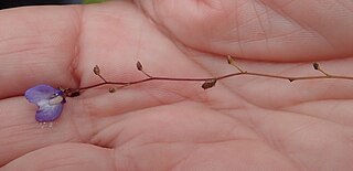 <i>Utricularia biloba</i> Species of carnivorous plant