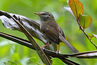 <span class="mw-page-title-main">Aberrant bush warbler</span> Species of bird