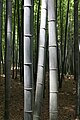 Bamboo tree