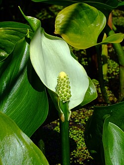 Purva cūkausis (Calla palustris)