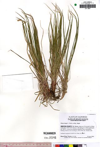 <i>Carex inops</i> Species of grass-like plant