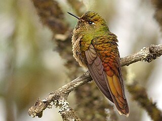 <span class="mw-page-title-main">Bronze-tailed thornbill</span> Species of hummingbird