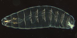 Drosophila Kutikula (von Nina)