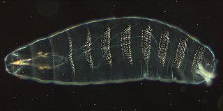 <i>Drosophila</i> embryogenesis Embryogenesis of the fruit fly Drosophila, a popular model system