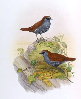 <span class="mw-page-title-main">Gould's shortwing</span> Species of bird