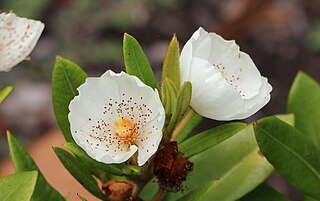 <i>Eucryphia wilkiei</i> Species of tree