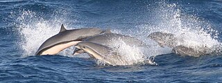 <span class="mw-page-title-main">Cetacean bycatch</span> Accidental capture of porpoises, whales and dolphins