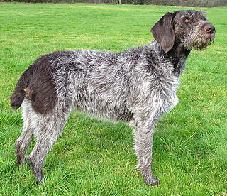 <span class="mw-page-title-main">German Wirehaired Pointer</span> Dog breed