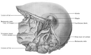 <span class="mw-page-title-main">Cooper's ligaments</span> Connective tissue in the breast that help maintain structural integrity