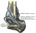 bildo 356 de la libro Gray's Anatomy: Kapsulo de talakrura artiko, laterala aspekto