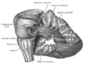 Dissection showing the projection fibers of the cerebellum.