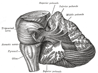 <span class="mw-page-title-main">Cerebellopontine angle</span> Structure between the cerebellum and pons