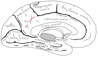 <span class="mw-page-title-main">Subparietal sulcus</span> Fold in the brain which separates the precuneus and cingulate gyrus