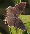 Strymon melinus (gray hairstreak) Adult, dorsal view.