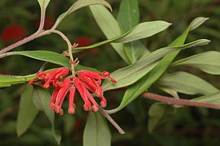 <i>Grevillea epicroca</i> Species of shrub in the family Proteaceae endemic to the southeastern New South Wales, Australia