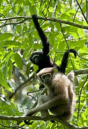 Western hoolock gibbons