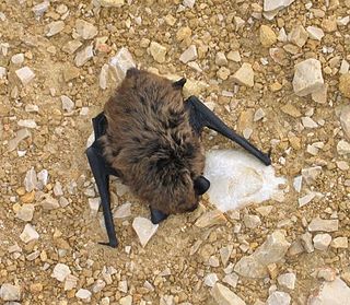 <span class="mw-page-title-main">Savi's pipistrelle</span> Species of bat