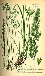 <i>Koeleria</i> Genus of grasses