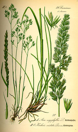 <i>Koeleria</i> Genus of grasses