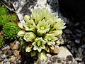 Sempervivum globiferum subsp. globiferum