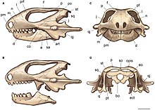 Skull of Kapes bentoni Kapes skull.jpg