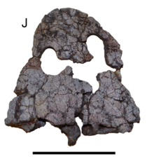 Keratobrachyops skull.png