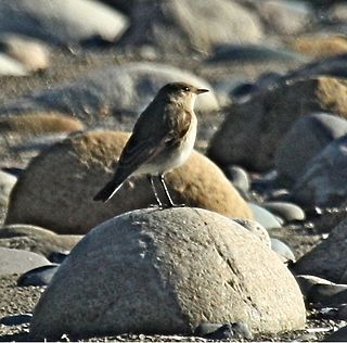 <span class="mw-page-title-main">Little ground tyrant</span> Species of bird