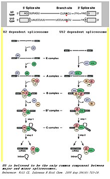 A comparison between major and minor splicing mechanisms Minor spliceosome.jpg