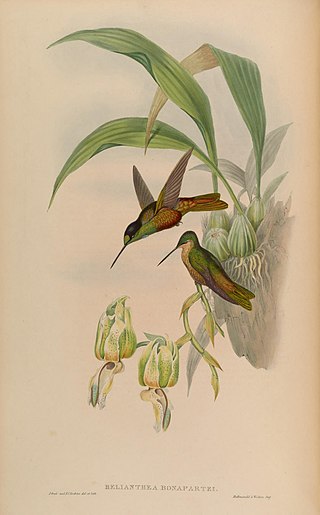 <span class="mw-page-title-main">Golden-bellied starfrontlet</span> Species of hummingbird