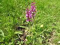 Orchis mascula Germany - Moosalbtal (bei Völkersbach)