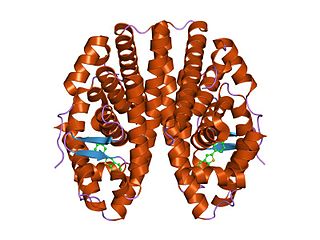 <span class="mw-page-title-main">Nuclear receptor coactivator 2</span> Protein-coding gene in the species Homo sapiens