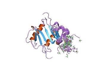 <span class="mw-page-title-main">Interleukin 8 receptor, alpha</span> Mammalian protein found in Homo sapiens